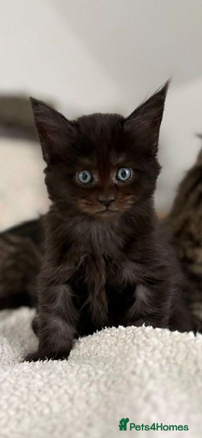 Maine Coon cats Black Smoke Boy - Advert 3