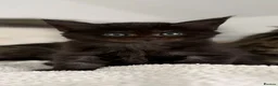 Maine Coon cats for sale: Black Smoke Boy - Advert 1