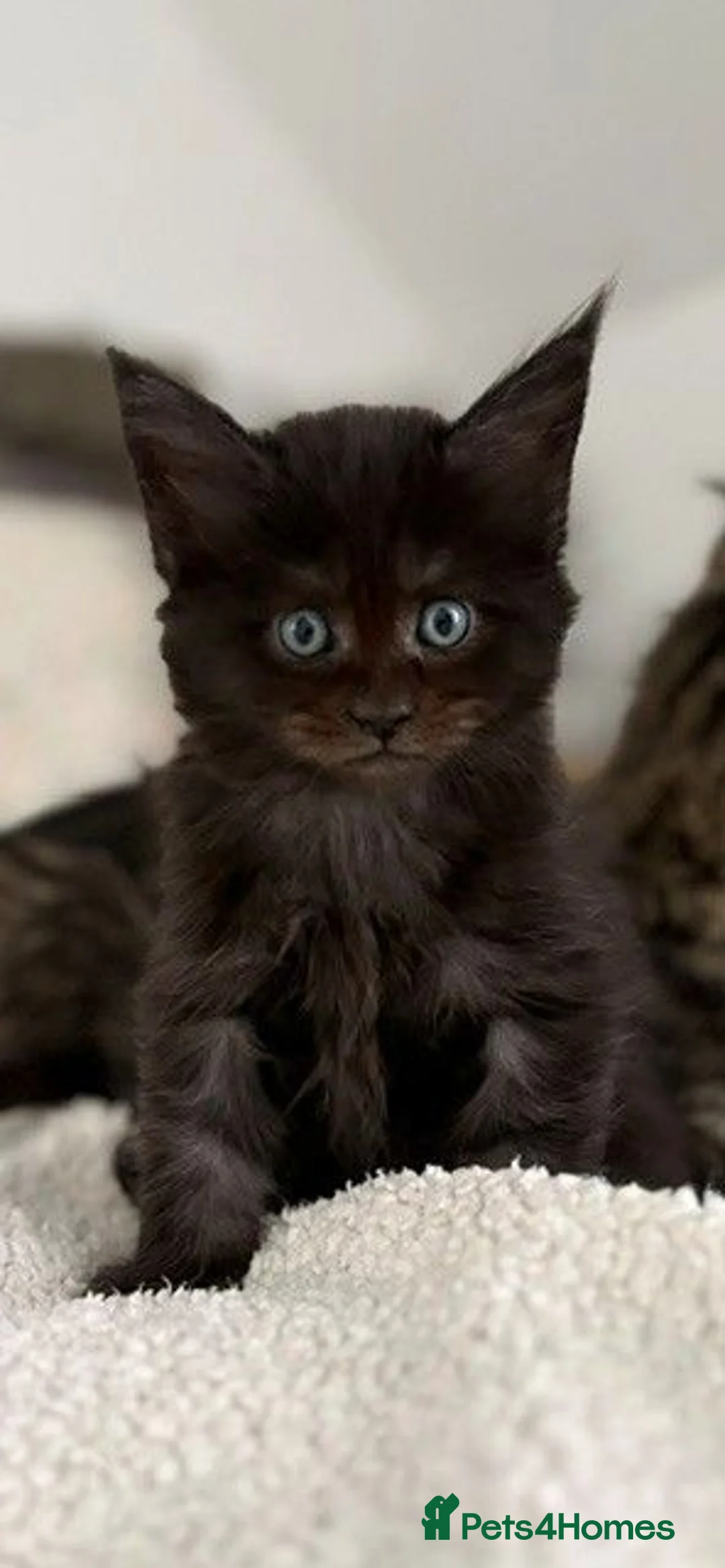 Maine Coon cats for sale: Black Smoke Boy - Advert 1