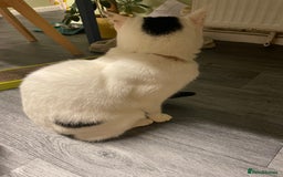 Domestic Shorthair cats for sale: Gorgeous white and black cat Smudge  - Image 2