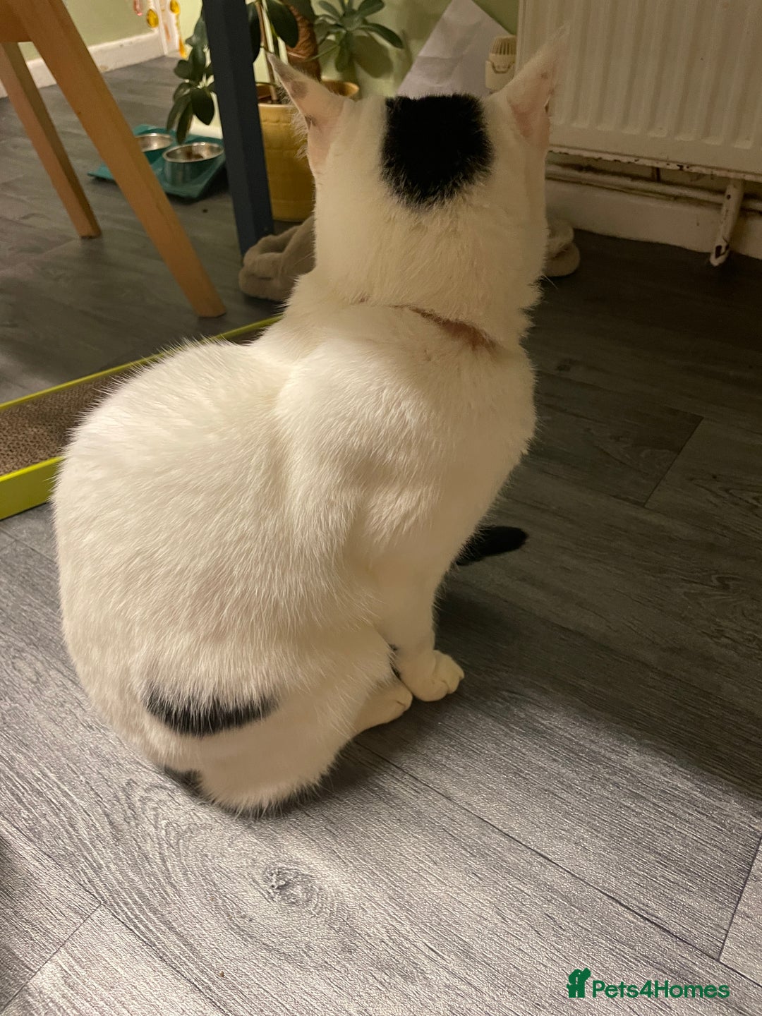 Domestic Shorthair cats for sale: Gorgeous white and black cat Smudge  - Image 2