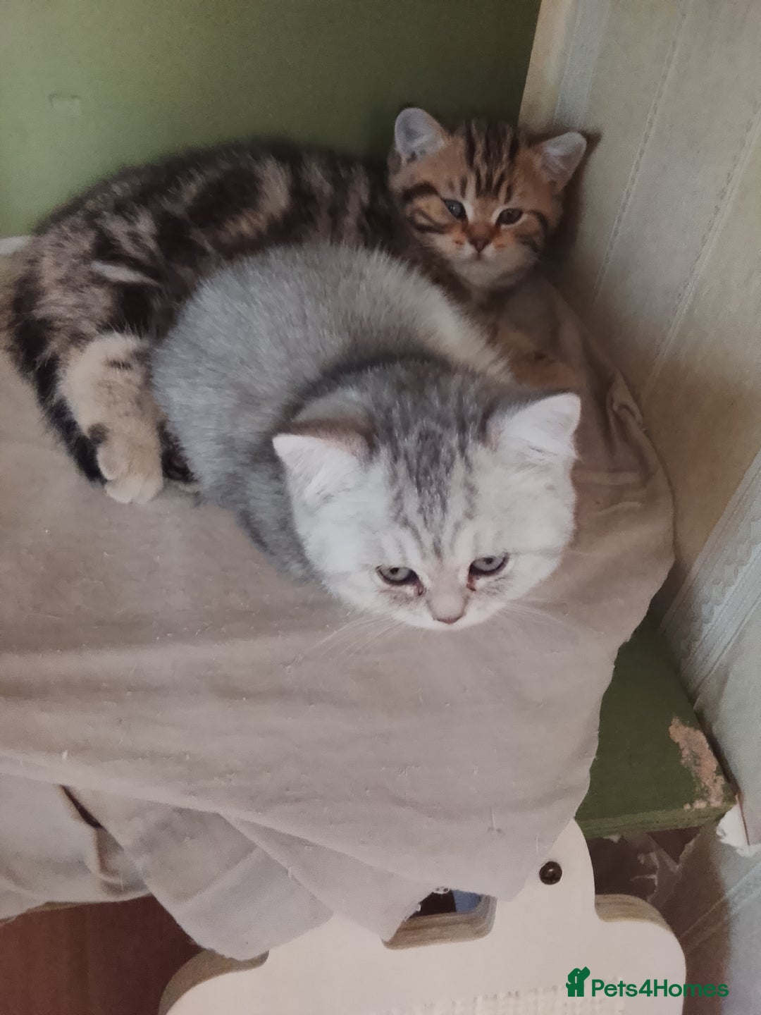 British Shorthair cats for sale: Beautiful  British Shorthair kittens  - Advert 14