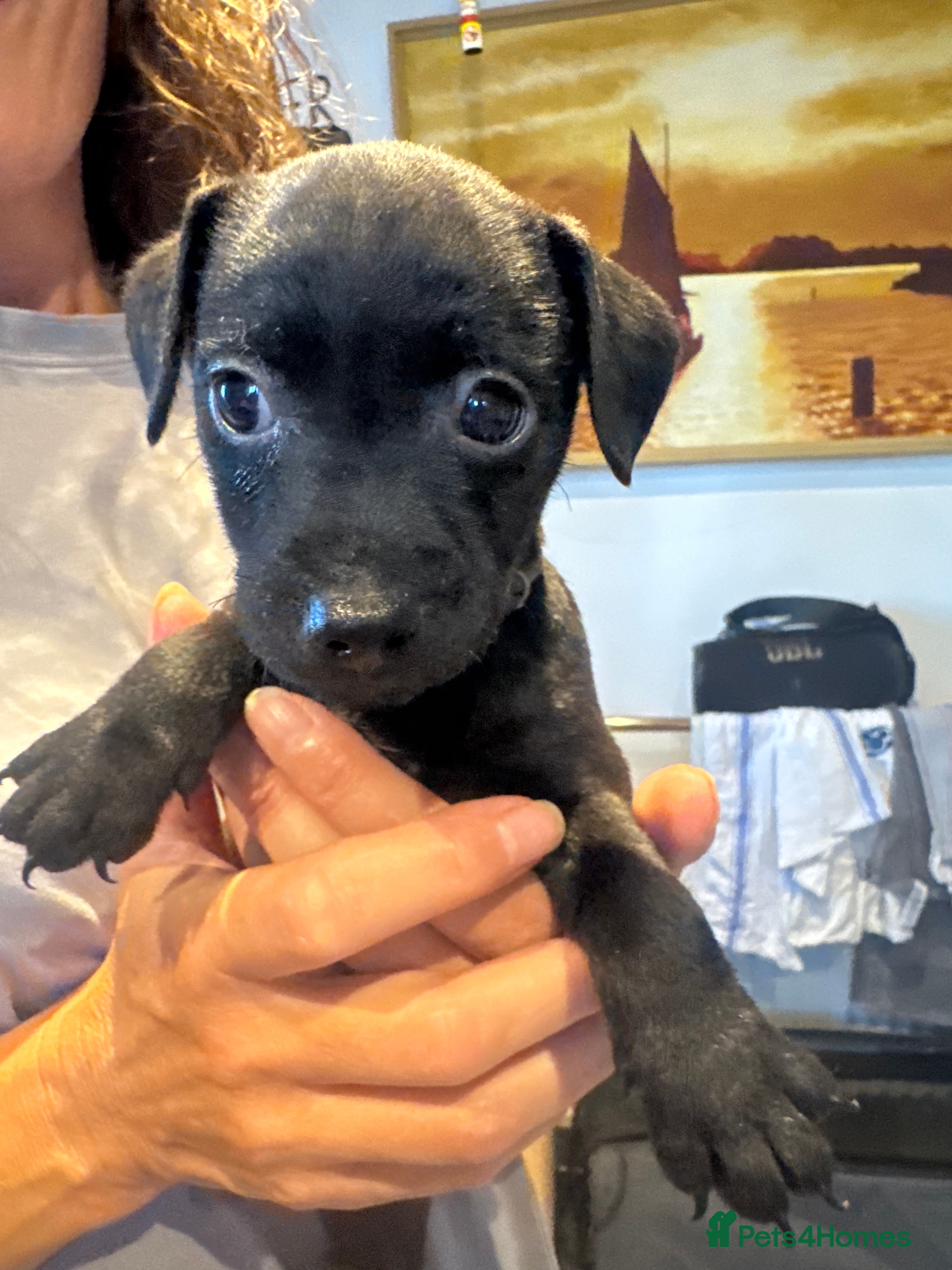 Patterdale Terrier dogs Patterdale pups - Advert 2