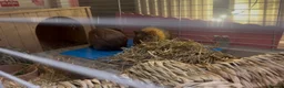 Guinea Pig rodents for sale: Two guinea pigs with enclosure and accessories in Slough - Advert 4