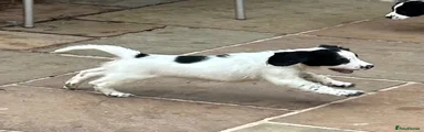 Sprocker 7