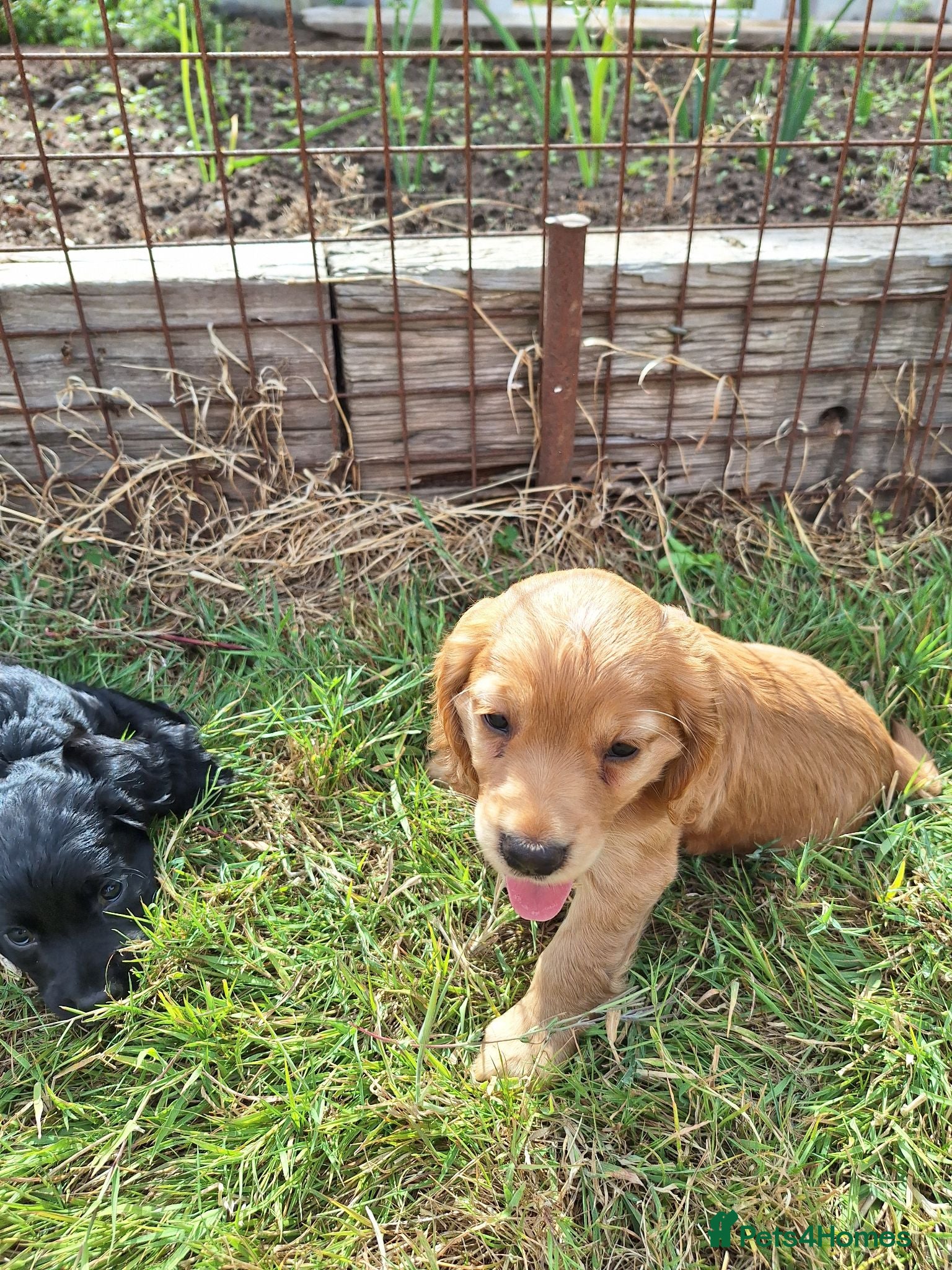 Cocker Spaniel dogs Stunning Cocker Spaniel puppies  - Advert 1