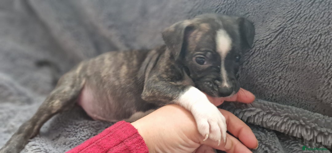Mixed Breed dogs for sale: Ready to go  - Image 5