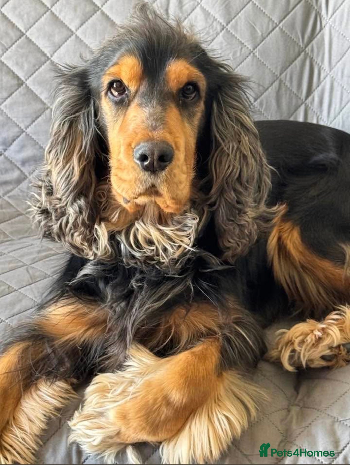 Cocker Spaniel dogs Show type cocker spaniel in Braintree - Advert 1