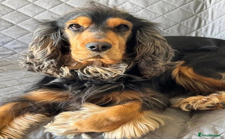 Cocker Spaniel dogs in Braintree - Advert 5
