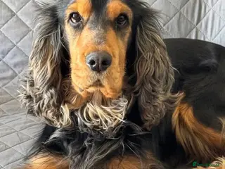 Cocker Spaniel dogs Show type cocker spaniel in Braintree - Advert 1