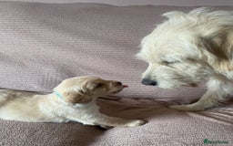 Labradoodle dogs for sale: Labradoodle puppies for sale £600-£750 - Image 29