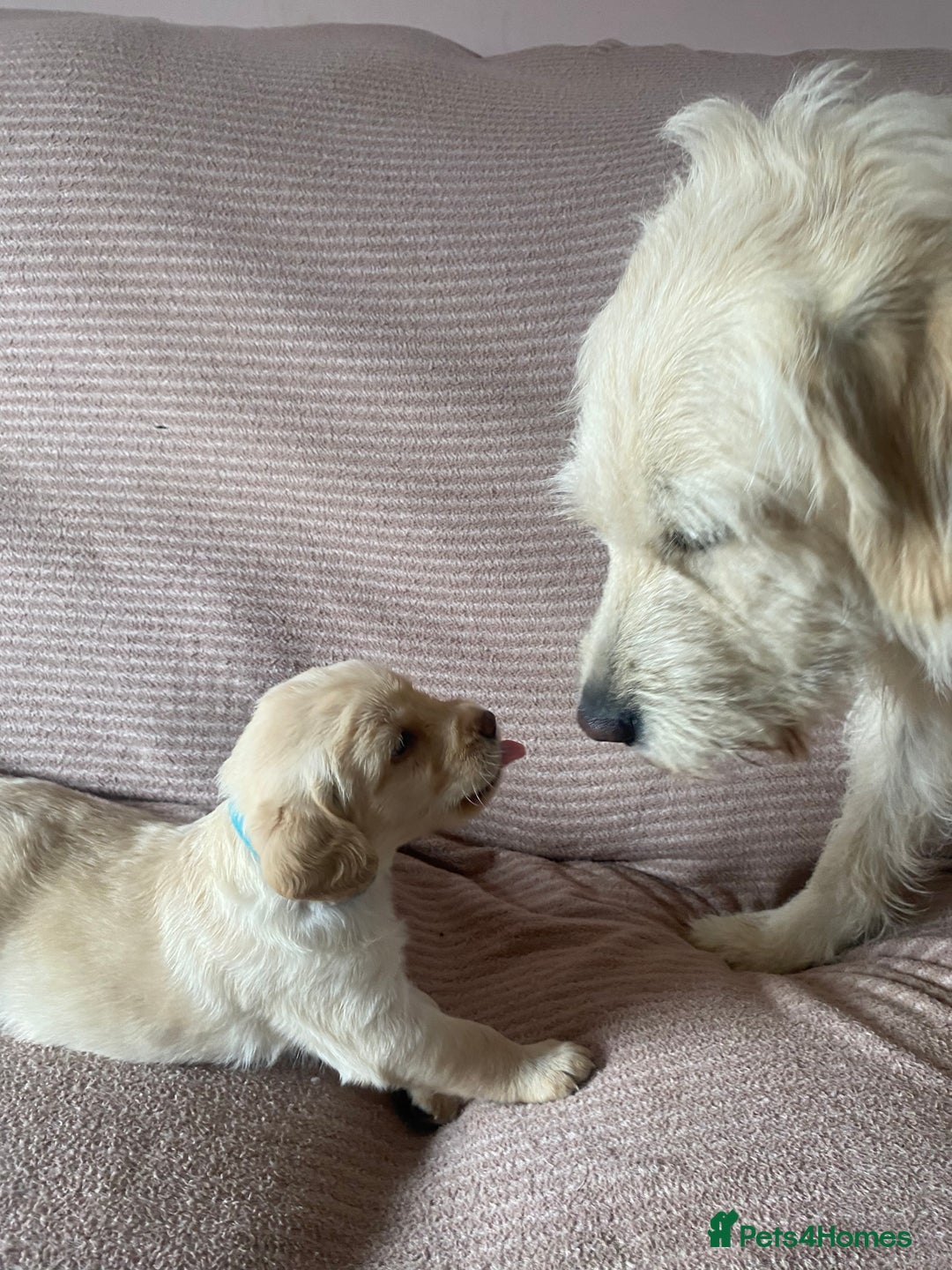 Labradoodle dogs for sale: Labradoodle puppies for sale £600-£750 - Image 29