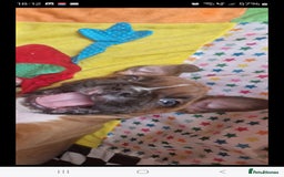 Boxer dogs for sale: Full pedigree boxer puppies  - Image 8
