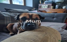 Mixed Breed dogs for sale: Beautiful Chow-Pei Puppies - Image 11