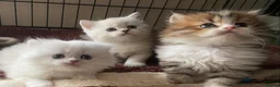 Munchkin cats for sale: Full Pedigree Munchkin Kittens( 7 weeks old)  - Advert 12