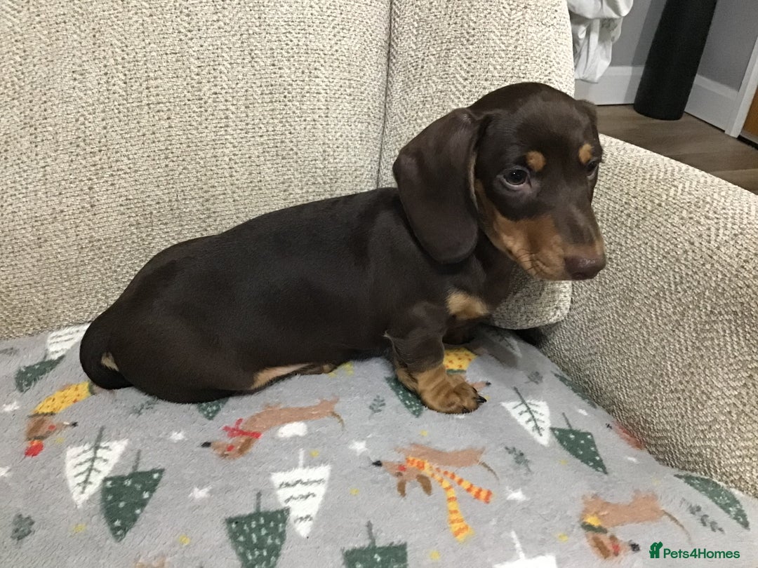 Miniature Dachshund dogs for sale: Mini Daxies true to type - Advert 2