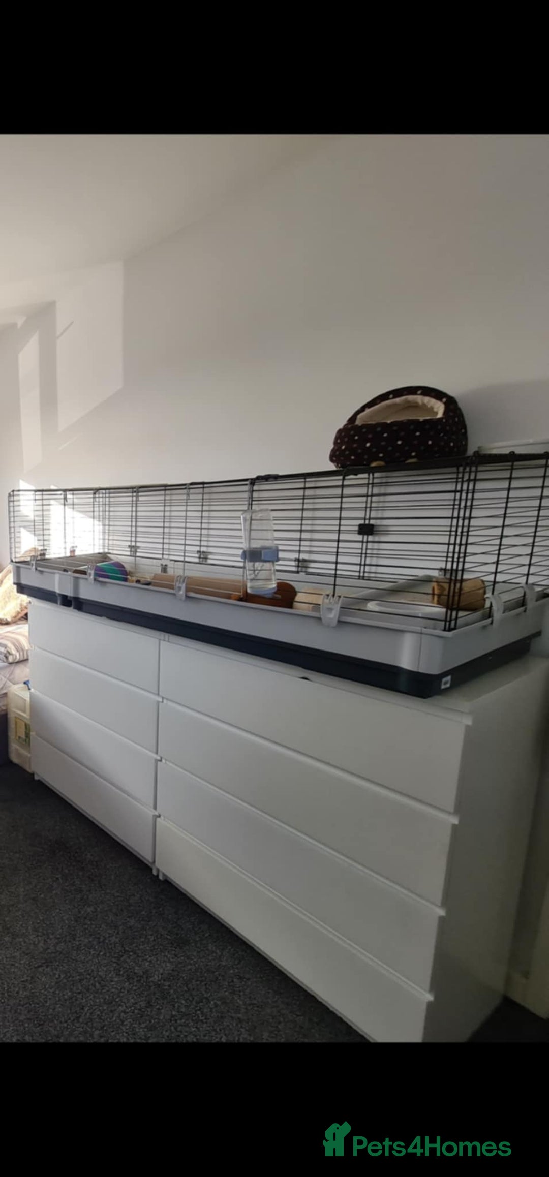 Guinea Pig rodents for sale: 3 guinea pigs & full set up  - Image 2