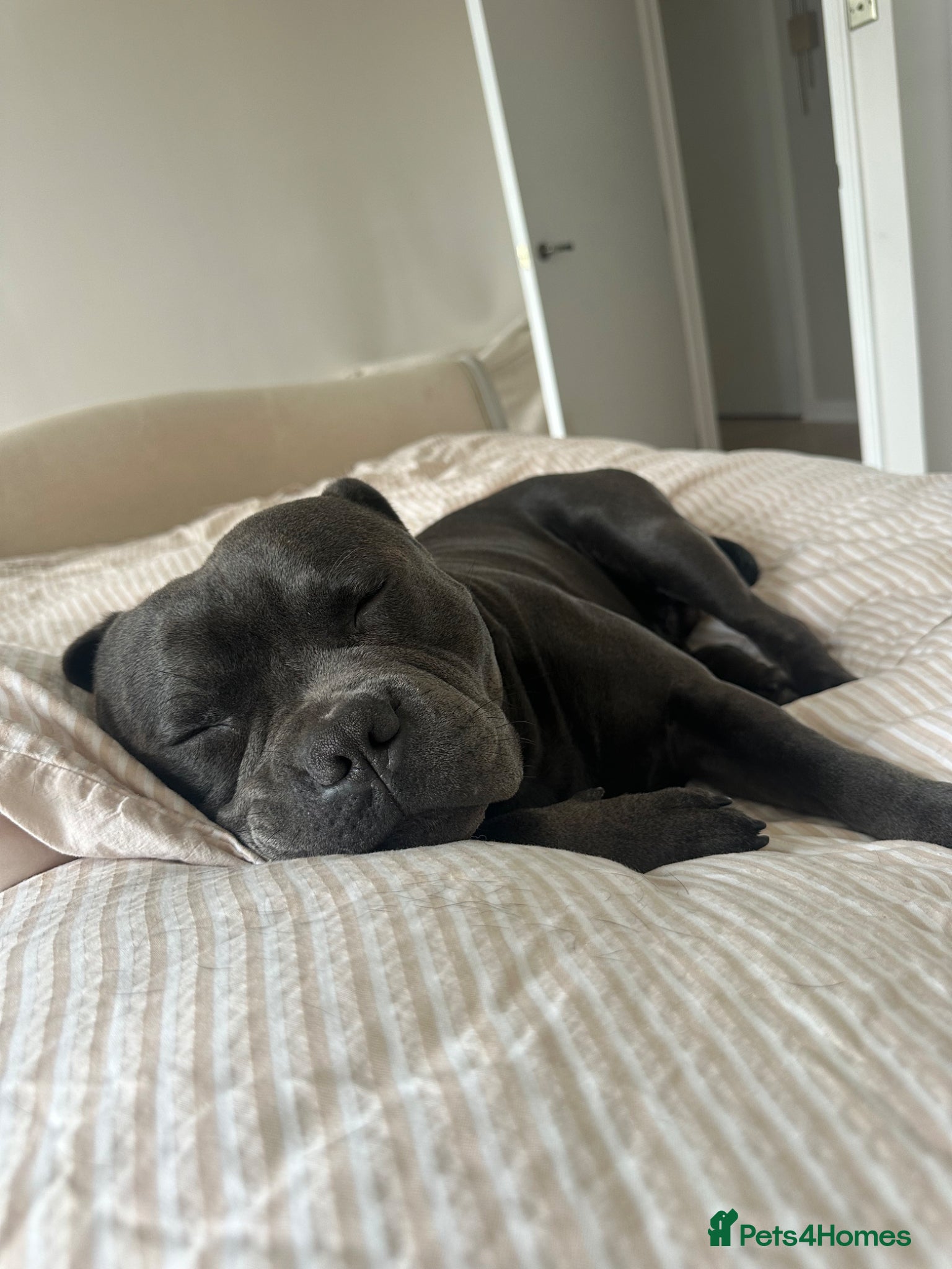 Staffordshire Bull Terrier dogs for stud: Blue Staffordshire Bull Terrier for Stud in Dundee - Advert 11