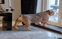 English Bulldog dogs for sale: Epic bullyz bulldog stella - Advert 8