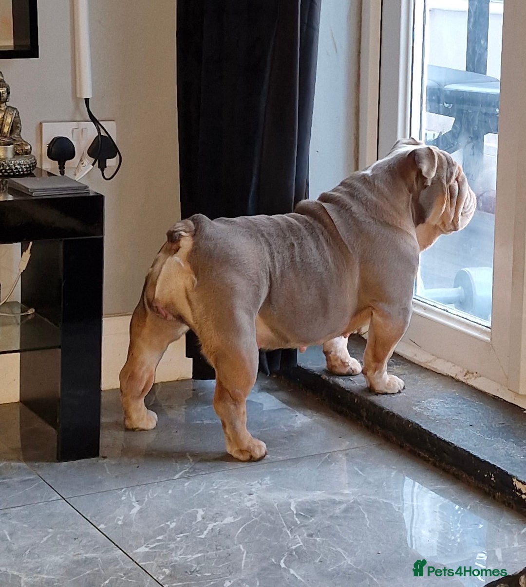 English Bulldog dogs for sale: Epic bullyz bulldog stella - Advert 8