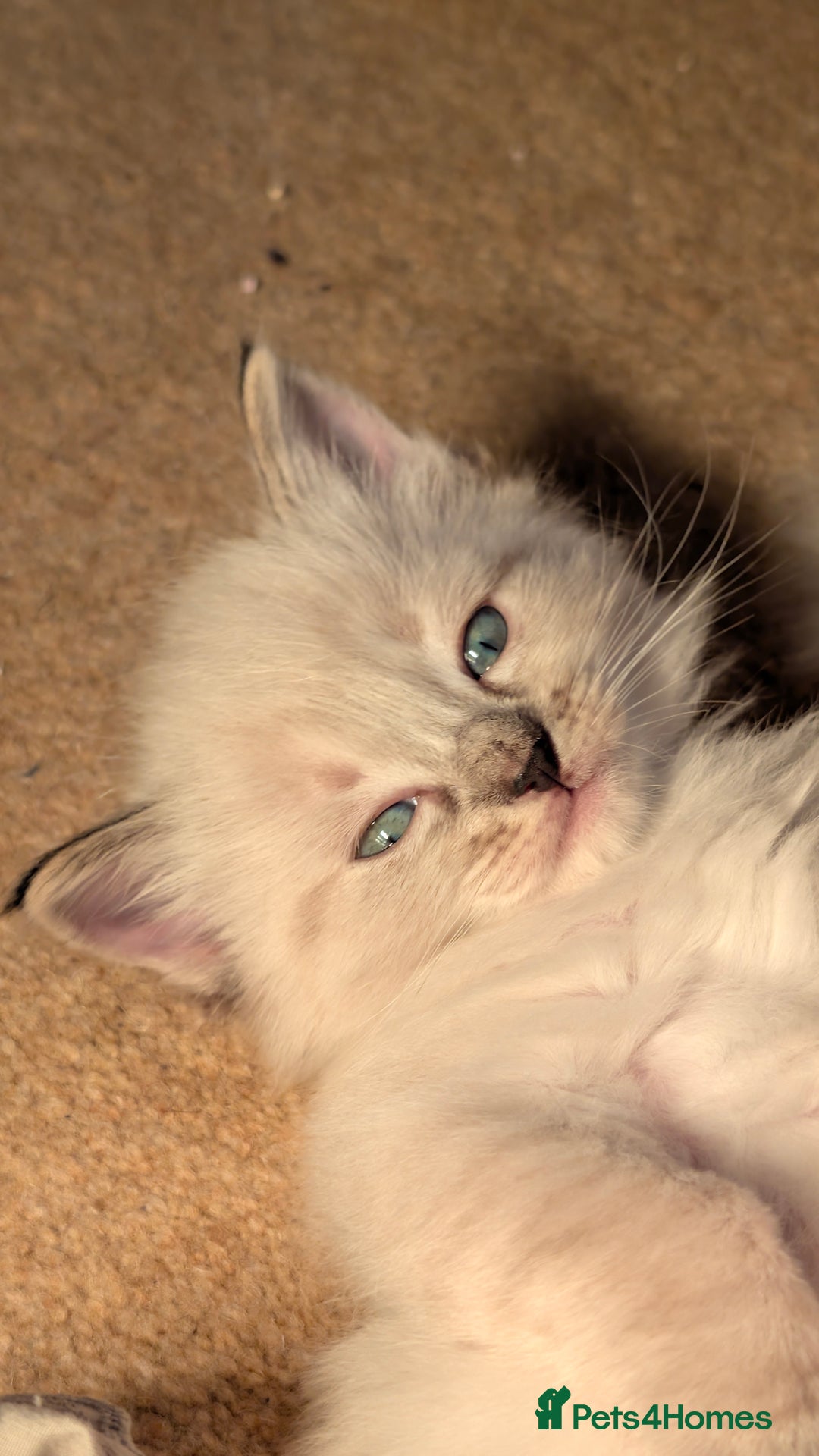 Ragdoll cats for sale: Beautiful Playful Ragdoll Kittens - Advert 15
