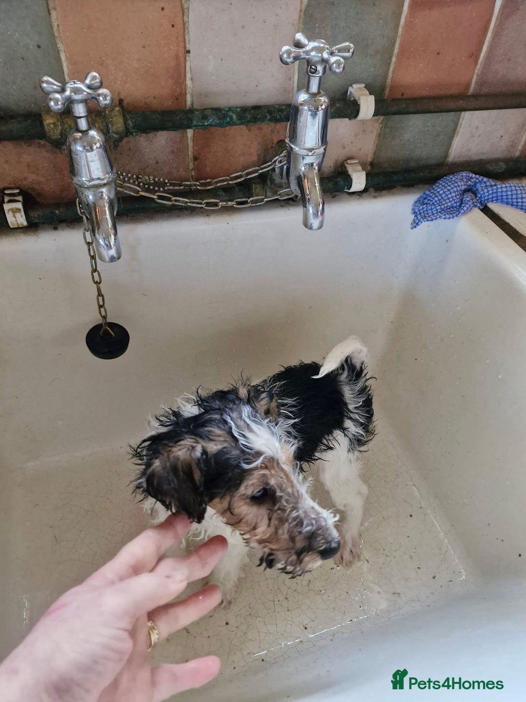 Fox Terrier dogs for sale: Wire Fox Terrier puppies for sale. - Advert 3