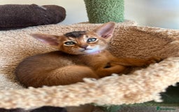 Abyssinian cats for sale: Beautiful Abyssinians kittens - Image 7
