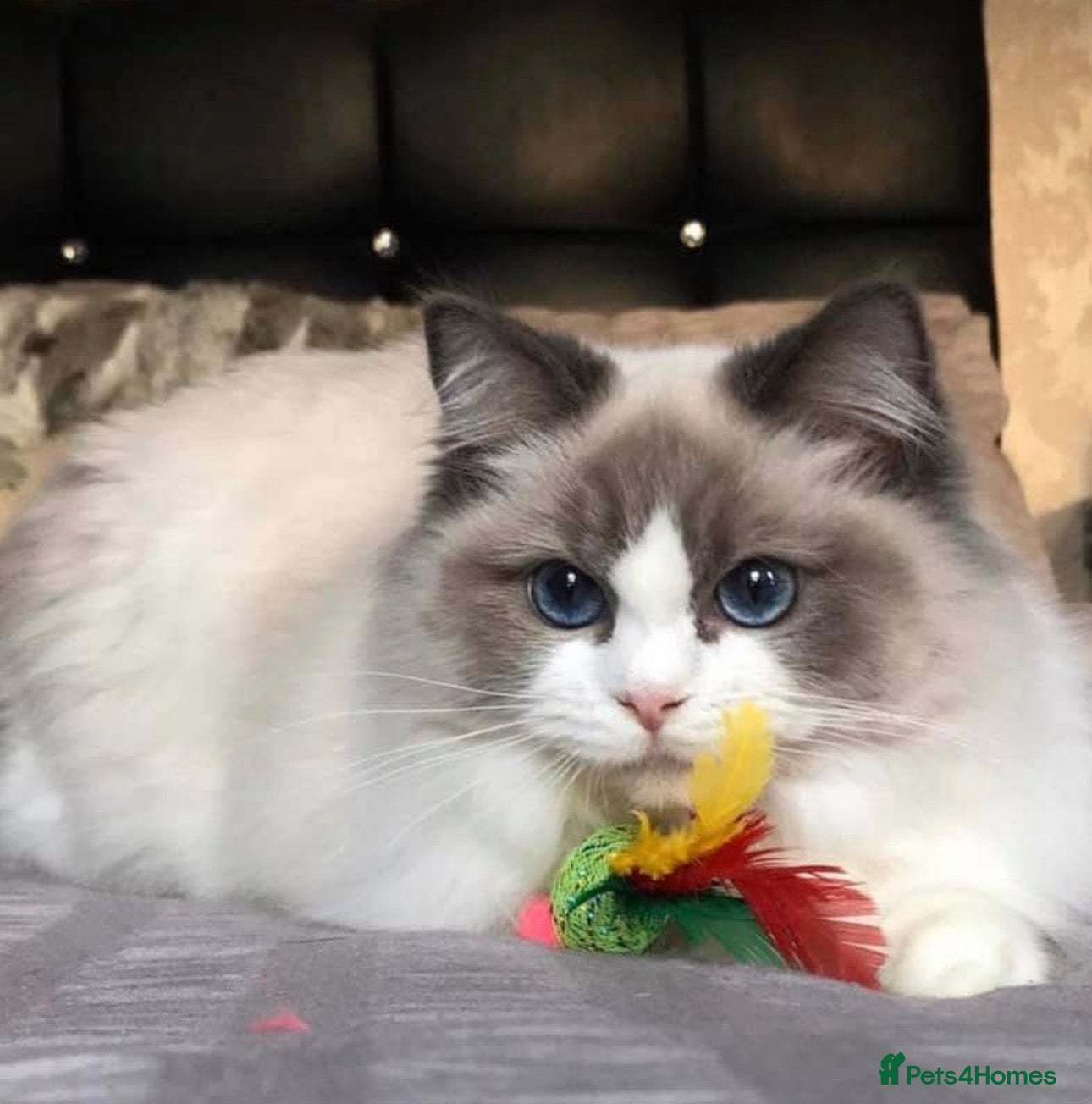 Ragdoll cats BEAUTIFUL RAGDOLL GCCF REG. SISTERS - Advert 1