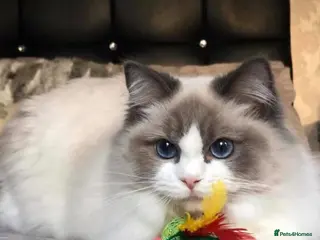 Ragdoll cats BEAUTIFUL RAGDOLL GCCF REG. SISTERS - Advert 1