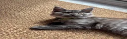 Maine Coon cats for sale: REDUCED TICA Black Smoke Maine Coon Girls - Advert 10