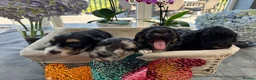 Cockapoo dogs for sale: 🐾❤️ Exceptional F1 Cockapoo Puppies ❤️🐾 - Advert 13