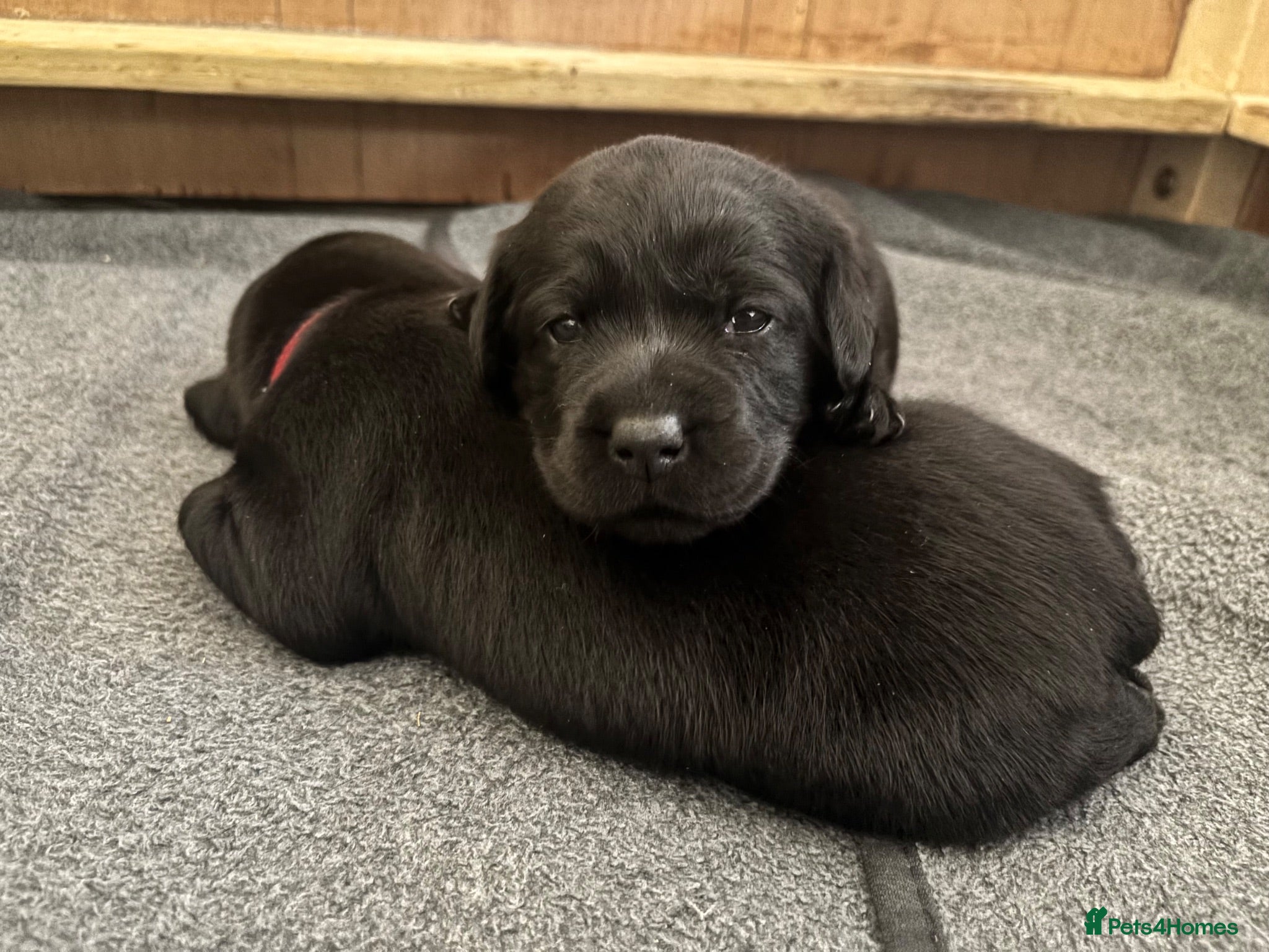 Labrador Retriever dogs Black KC Lab puppies - Advert 1