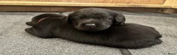 Labrador Retriever dogs for sale: Black KC Lab puppies - Advert 14