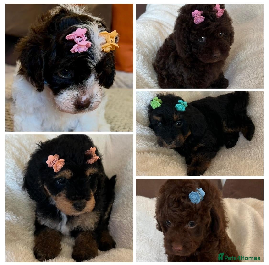 Cavapoo dogs for sale: Curly Toy Cavapoo’s from health tested parents - Advert 2