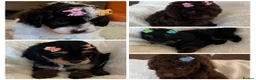 Cavapoo dogs for sale: Curly Toy Cavapoo’s from health tested parents - Advert 4