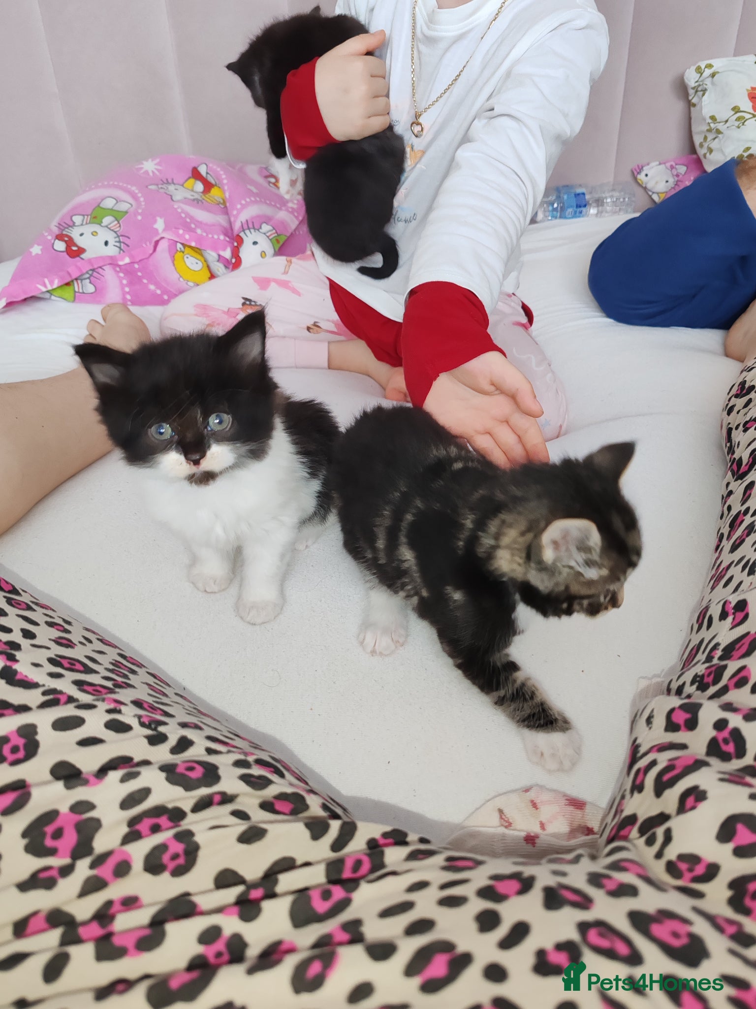 Mixed Breed cats Lovely kittens  - Advert 8