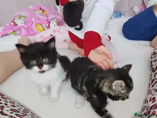 Mixed Breed cats Lovely kittens - Advert 8