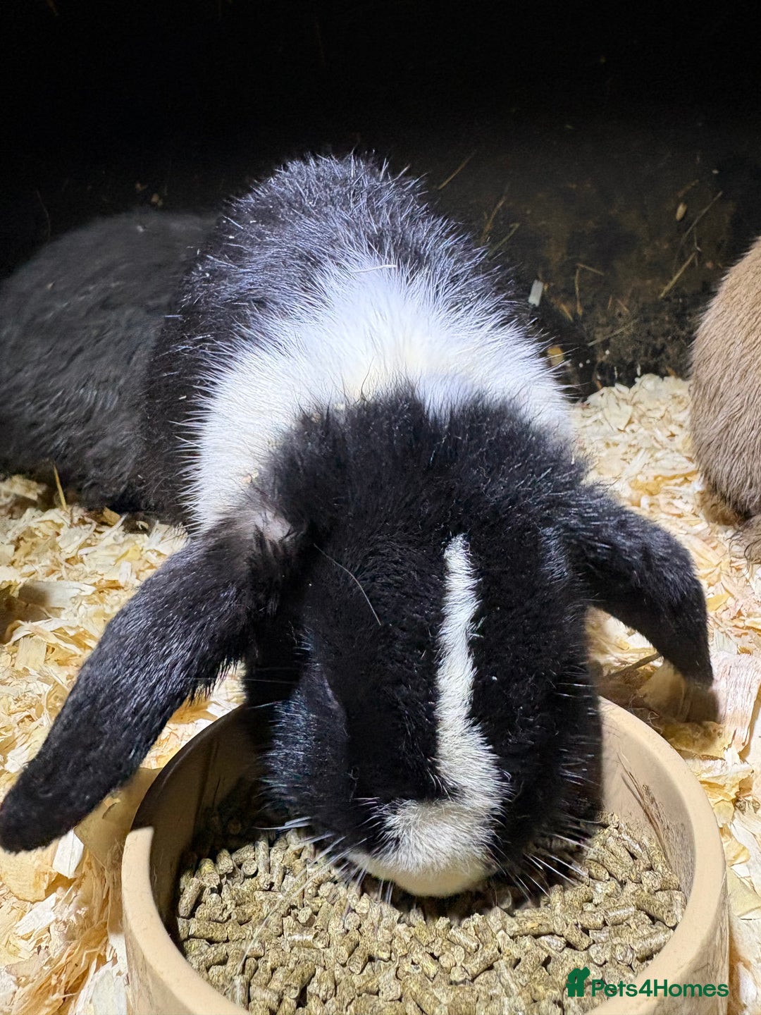 Mini Lop rabbits for sale: Mini lop male rabbits  - Advert 3