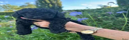 Goldendoodle dogs for sale: Cotswold Miniature/Toy Goldendoodles, All Colours - Advert 3