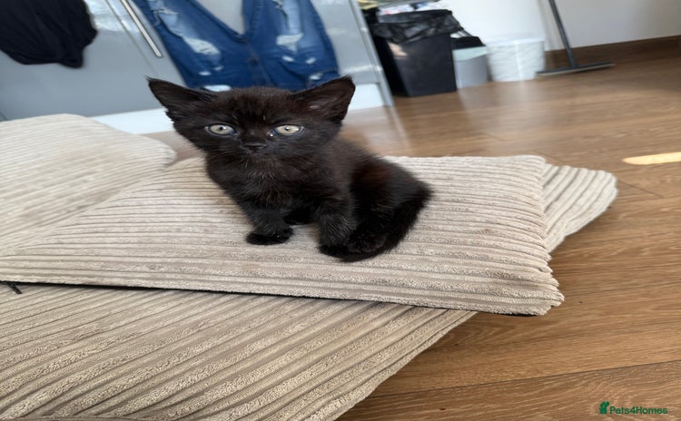Mixed Breed cats - Advert 3