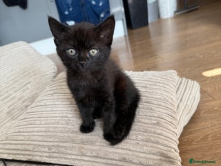 Mixed Breed cats - Advert 24