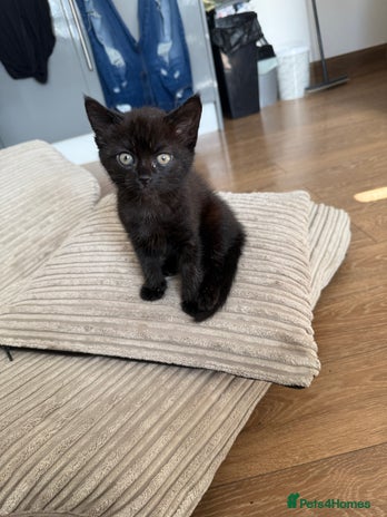 Mixed Breed cats - Advert 10