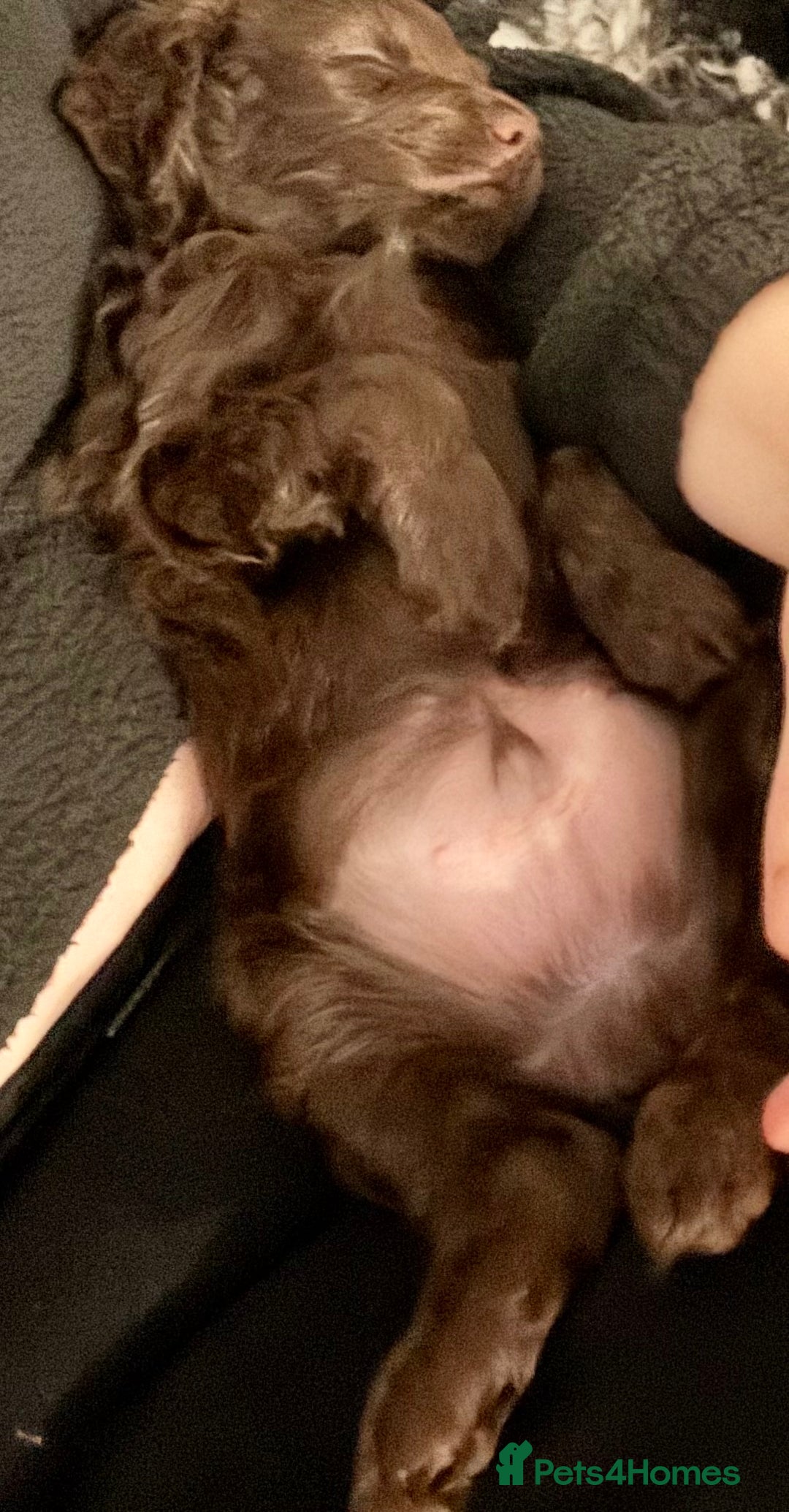 Cockapoo dogs for sale: F1b cockpoo puppies looking for forever homes.  - Advert 2