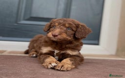Bordoodle dogs for sale: OUTSTANDING *TRI COLOUR* MINIATURE BORDOODLES - Image 28