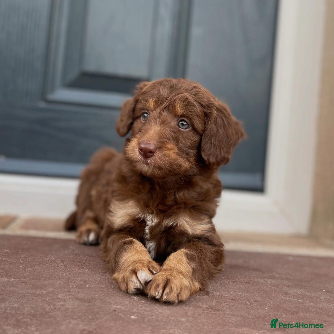 Bordoodle dogs for sale: OUTSTANDING *TRI COLOUR* MINIATURE BORDOODLES - Image 28