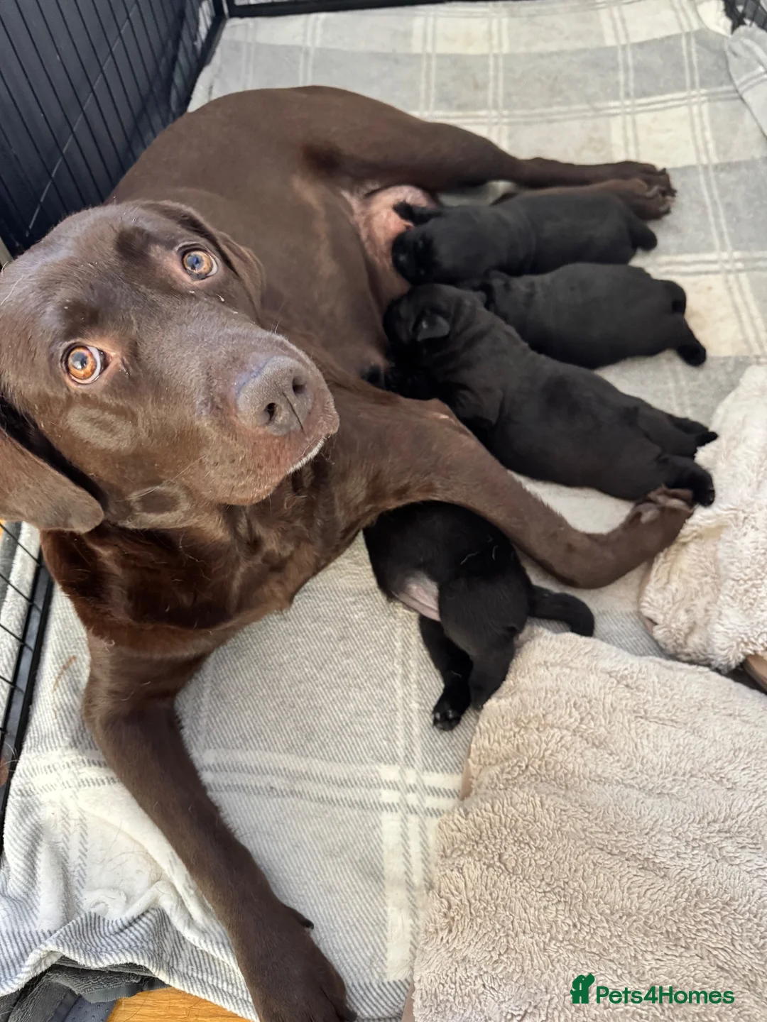 Labrador Retriever dogs for sale: Black Labrador - Advert 1
