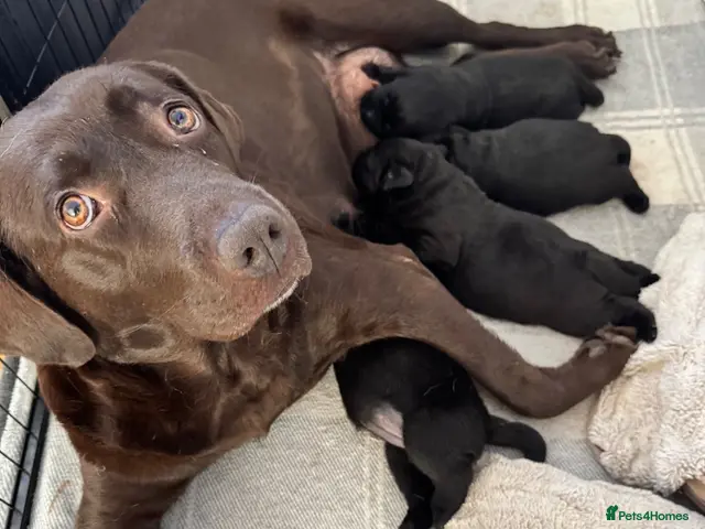 Labrador Retriever dogs for sale: Black Labrador - Advert 1