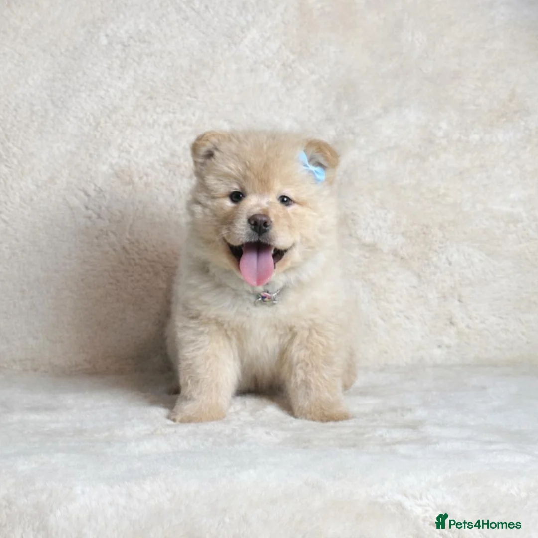 Mixed Breed dogs for sale: 9 week old Chowsky puppy (chow chow/ husky) - Advert 3