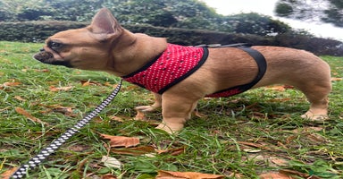French Bulldog dogs - Advert 4