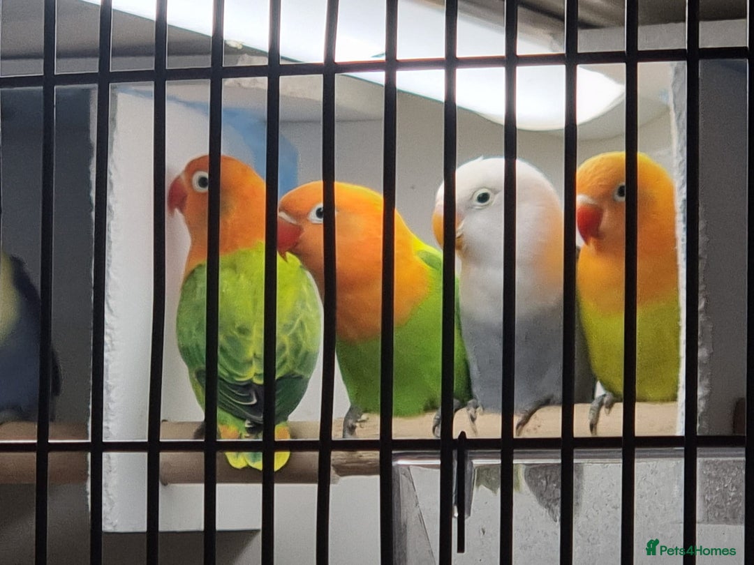 Lovebirds birds for sale: Fisher/Opaline lovebird for sale - Image 6